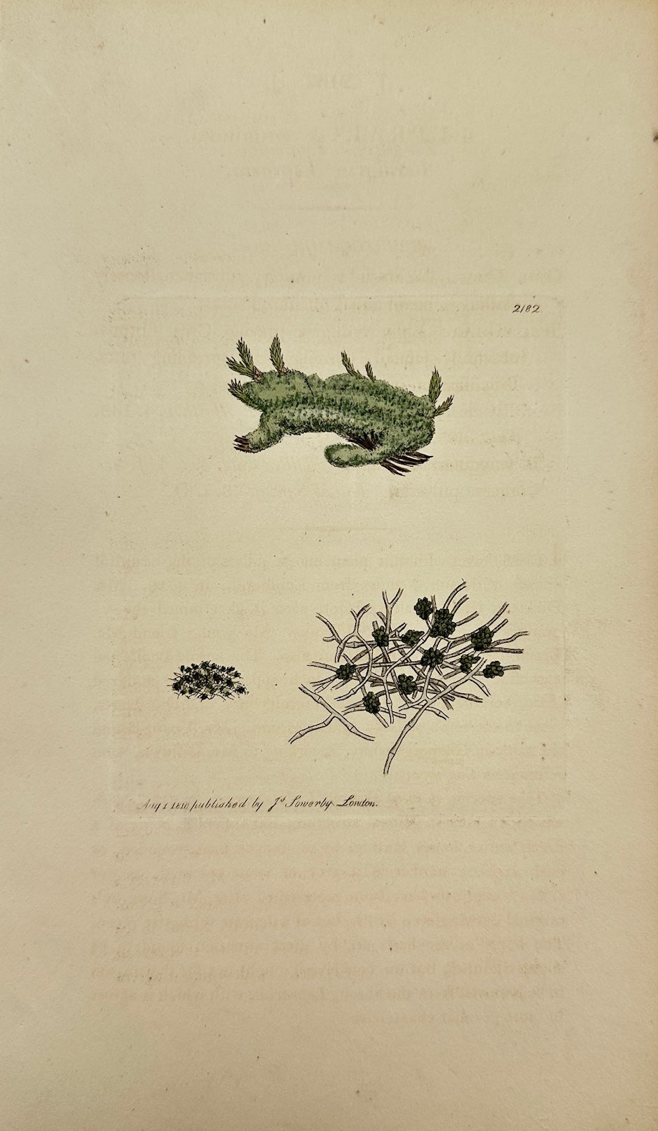 Antique Print - James Sowerby - Lepraria æruginosa - Verdigrise Lepraria - F1