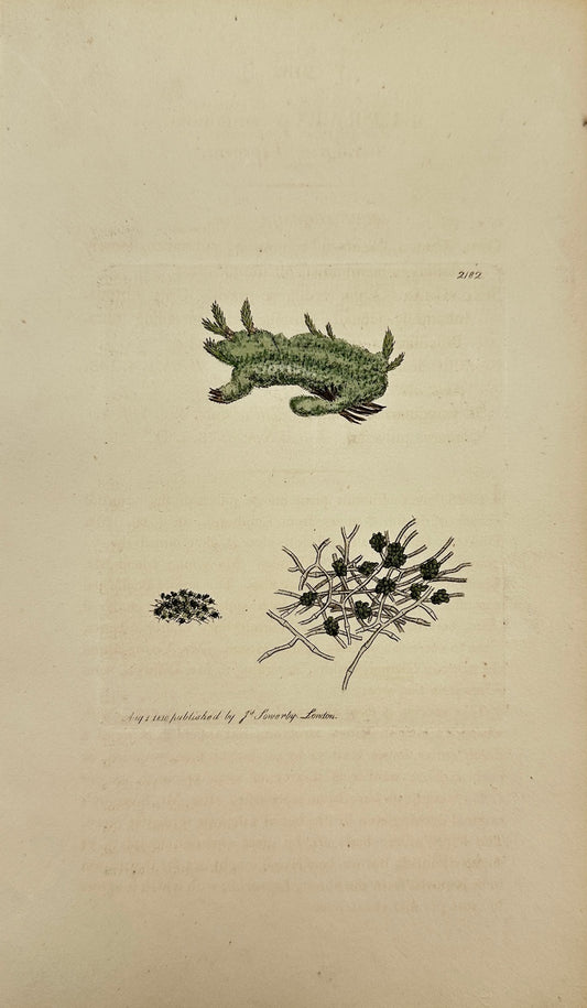 Antique Print - James Sowerby - Lepraria æruginosa - Verdigrise Lepraria - F1