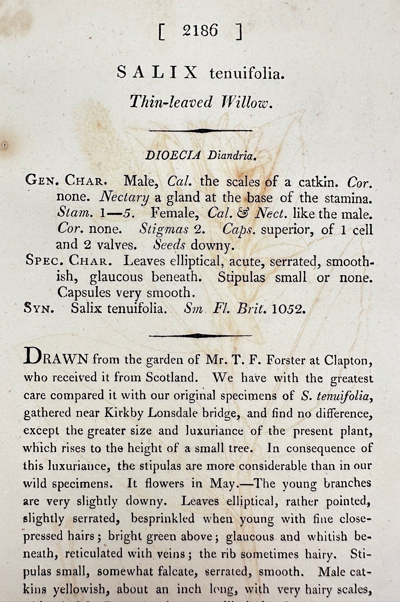Antique Print - James Sowerby - Salix Tenuifolia - Thin-leaved Willow - F1
