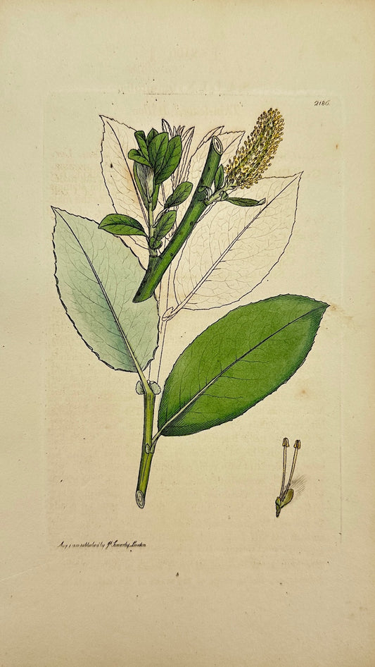 Antique Print - James Sowerby - Salix Tenuifolia - Thin-leaved Willow - F1