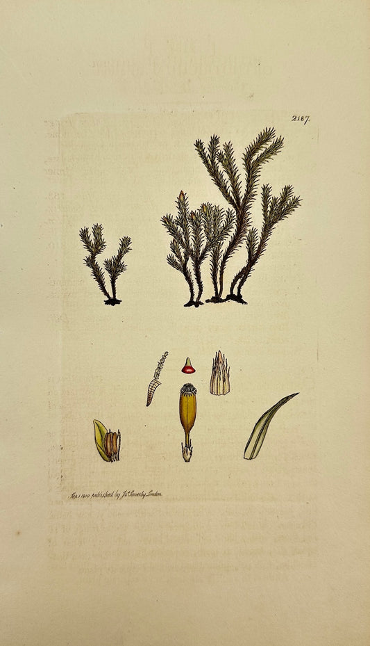 Antique Print - James Sowerby - Orthotrichum Striatum - Common Bristle-Moss - F1