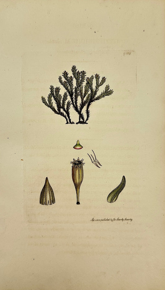 Antique Print - James Sowerby - Orthotrichum Rivulare - River Bristle-moss - F1
