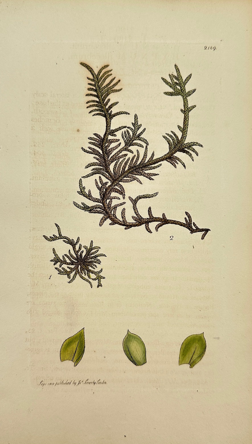 Antique Print - James Sowerby - Hypnum Illecebrum - Glass-wort Feather-moss - F1