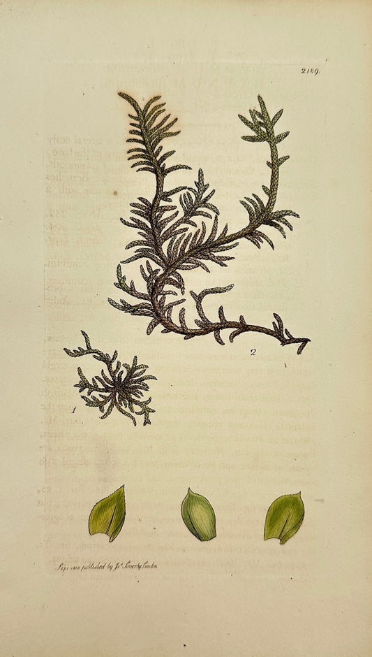 Antique Print - James Sowerby - Hypnum Illecebrum - Glass-wort Feather-moss - F1