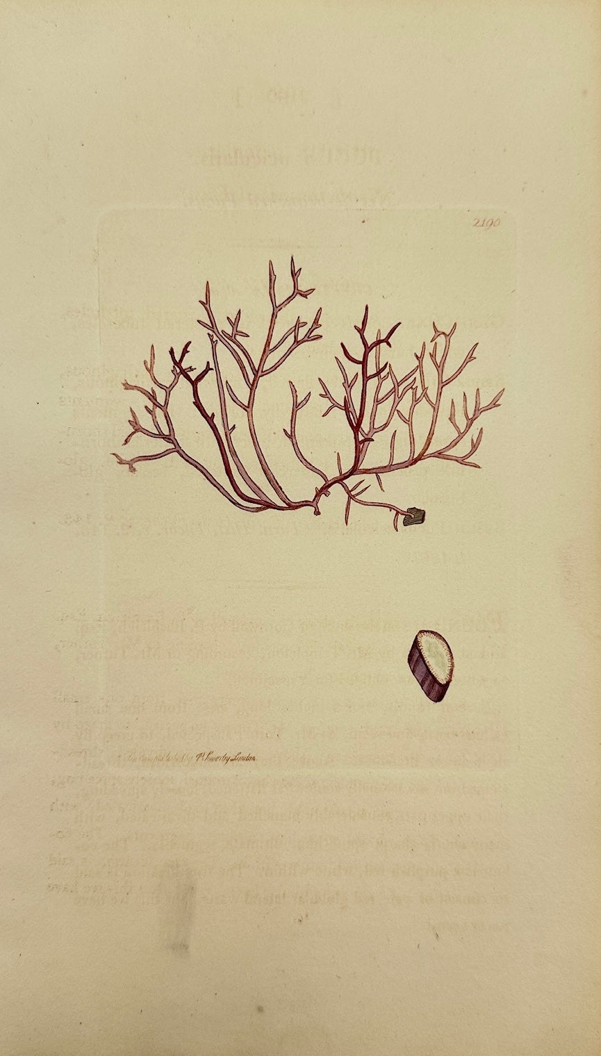 Antique Print - James Sowerby - Fucus Acicularis - Needle-branched Fucus - F1