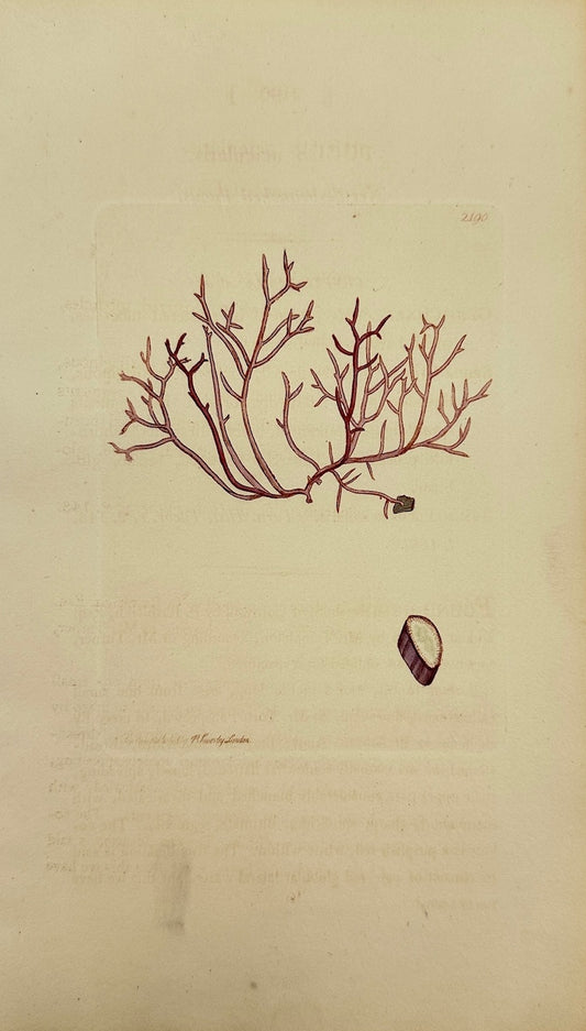 Antique Print - James Sowerby - Fucus Acicularis - Needle-branched Fucus - F1