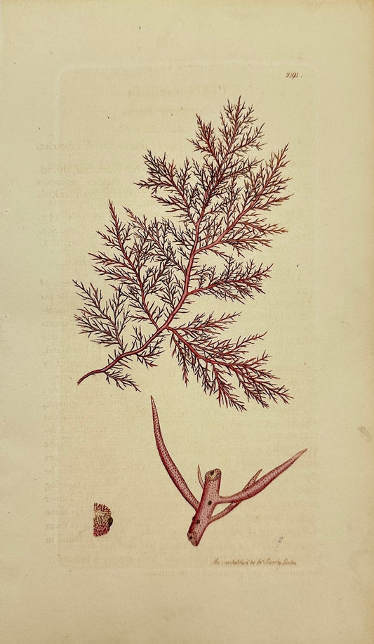 Antique Print - James Sowerby - Fucus Capillaris - Red Capillary Fucus - F1