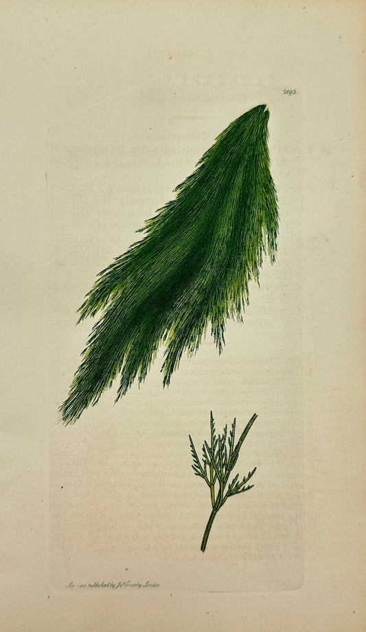 Antique Print - James Sowerby - Conferva Glomerata - Green Cluster Conferva - F1