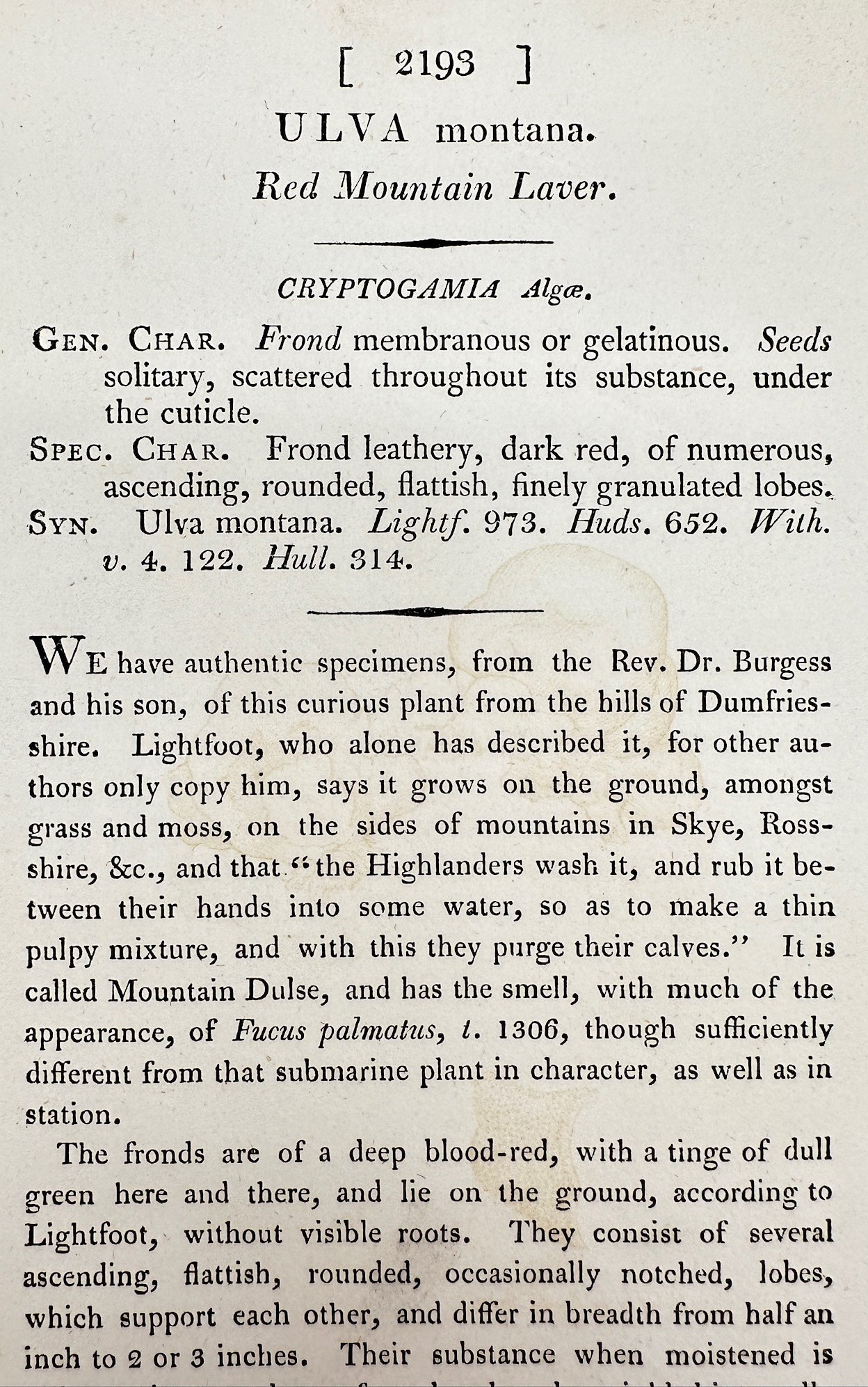 Antique Botanical Print - James Sowerby - Ulva Montana - Red Mountain Laver - F1