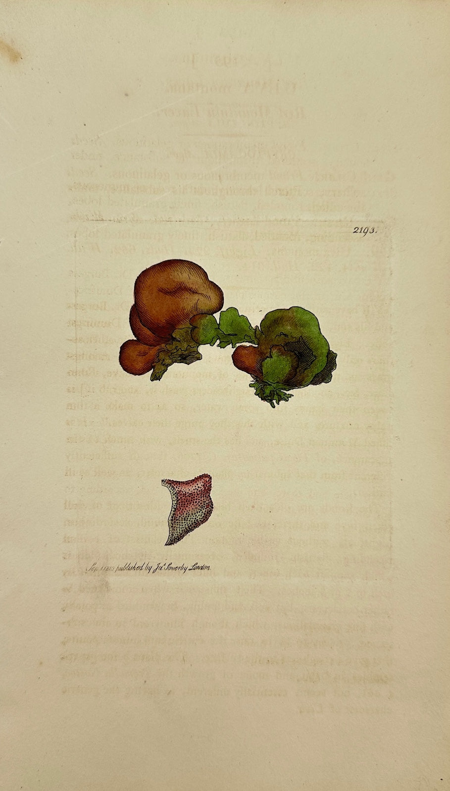 Antique Botanical Print - James Sowerby - Ulva Montana - Red Mountain Laver - F1