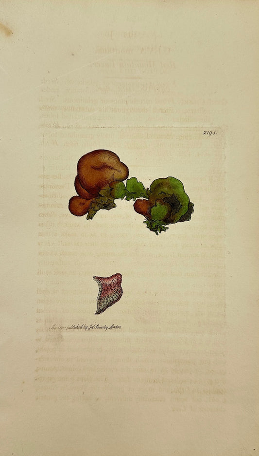 Antique Botanical Print - James Sowerby - Ulva Montana - Red Mountain Laver - F1