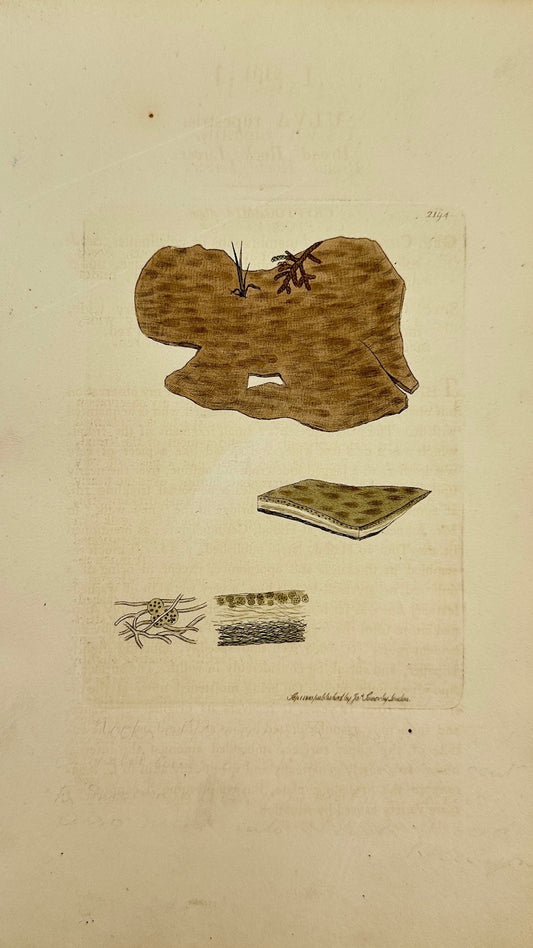 Antique Botanical Print - James Sowerby - Ulva Rupestr - Broad Rock Laver - F1