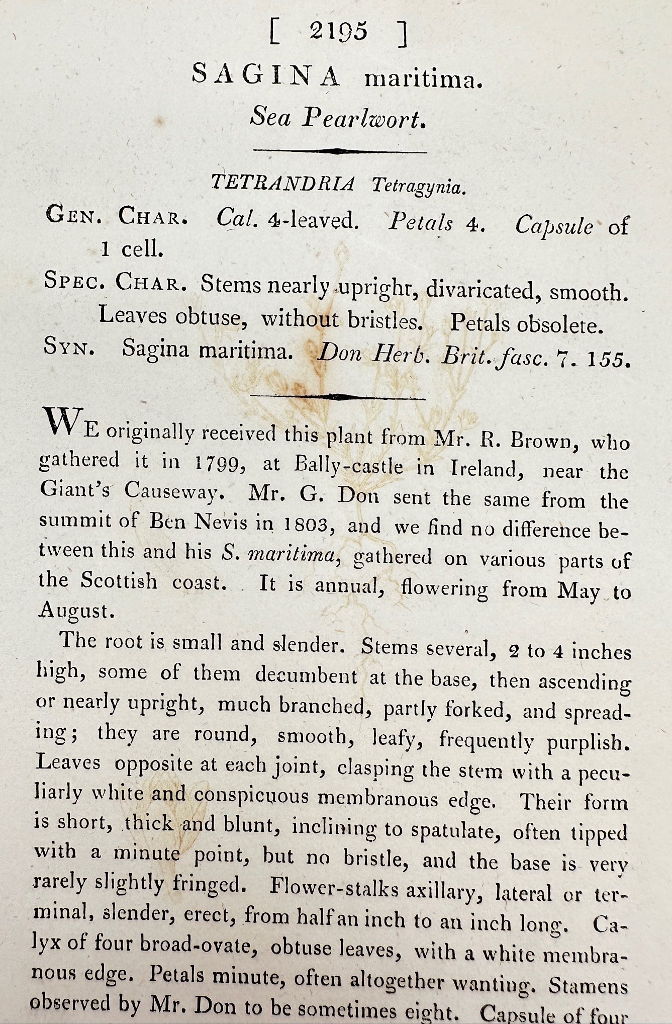 Antique Botanical Print - James Sowerby - Sagina Maritima - Sea Pearlwort - F1