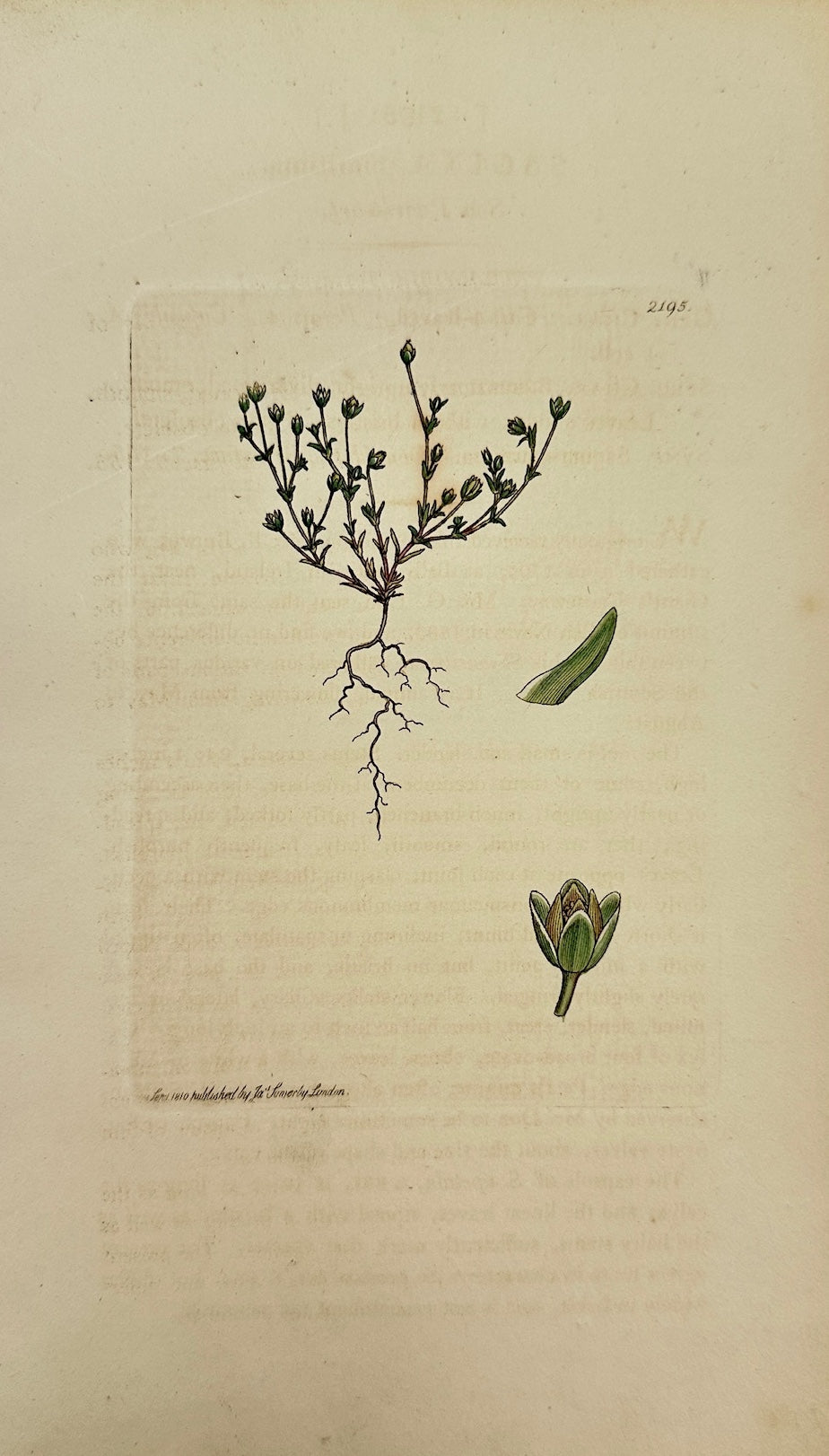 Antique Botanical Print - James Sowerby - Sagina Maritima - Sea Pearlwort - F1