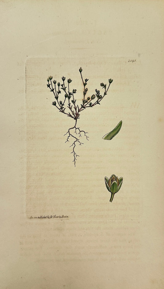 Antique Botanical Print - James Sowerby - Sagina Maritima - Sea Pearlwort - F1