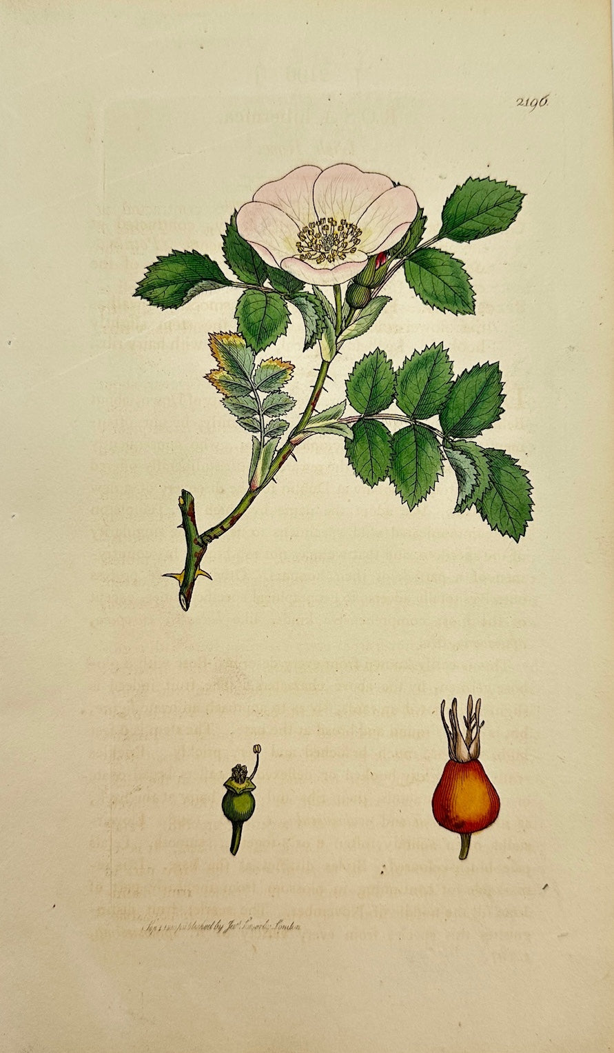 Antique Botanical Print - James Sowerby - Rosa Hibernica - Irish Rose - F1