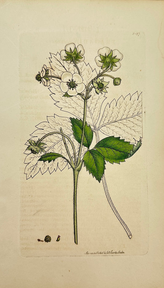 Antique Print - James Sowerby - Fragaria Elatior - Hautboy Strawberry - F1