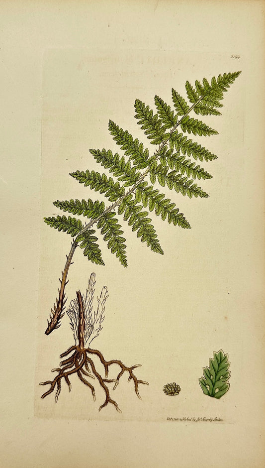 Antique Print - James Sowerby - Aspidium Irriguum - Brook Shield-fern - F1