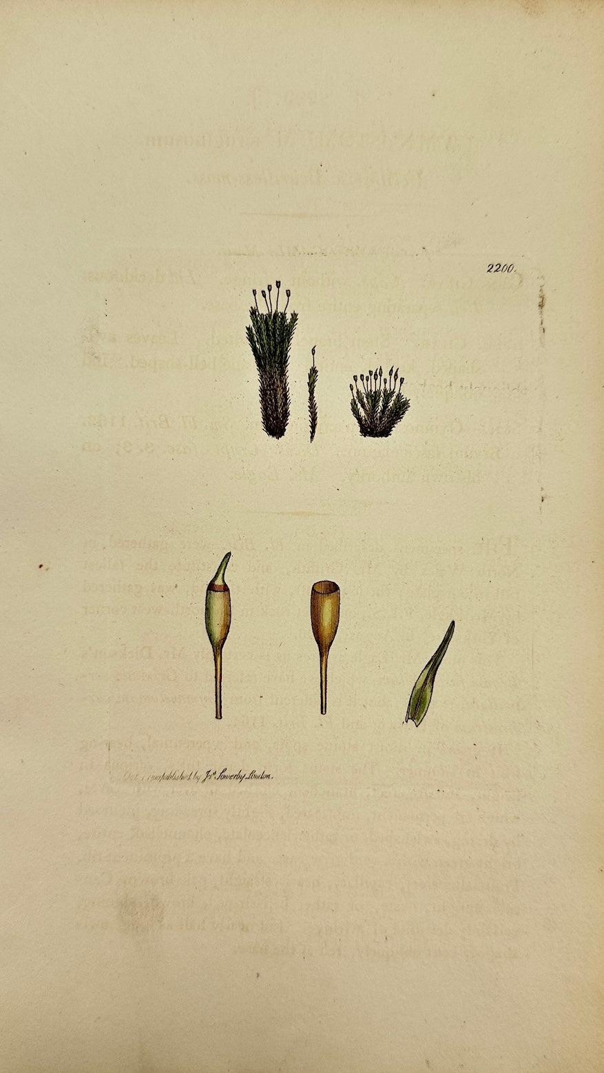 Antique Print - Gymnostomum æruginosum - Verdigrise Beardless-moss - F1