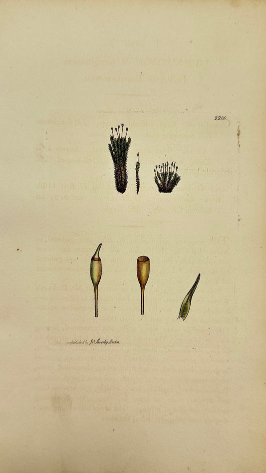 Antique Print - Gymnostomum æruginosum - Verdigrise Beardless-moss - F1