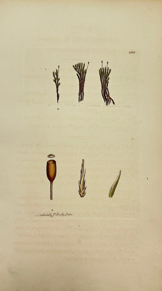 Antique Print - Sowerby - Gymnostomum Luteolum - Yellowish Beardless-moss - F1