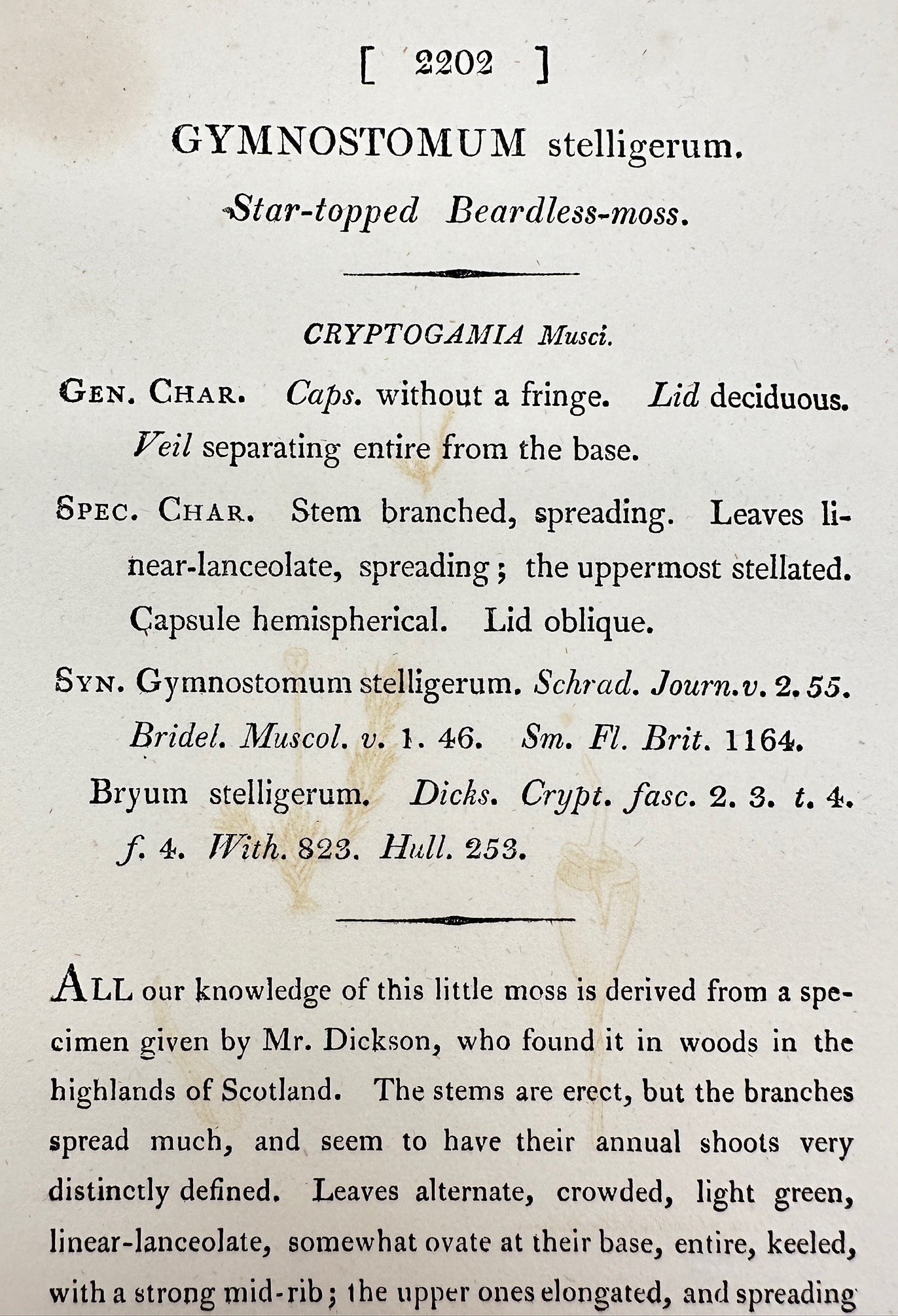 Antique Print - Gymnostomum Stelligeru - Star-topped Beardless-moss - F1