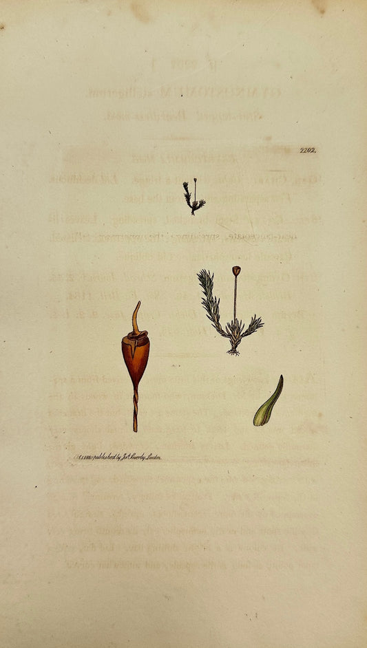 Antique Print - Gymnostomum Stelligeru - Star-topped Beardless-moss - F1