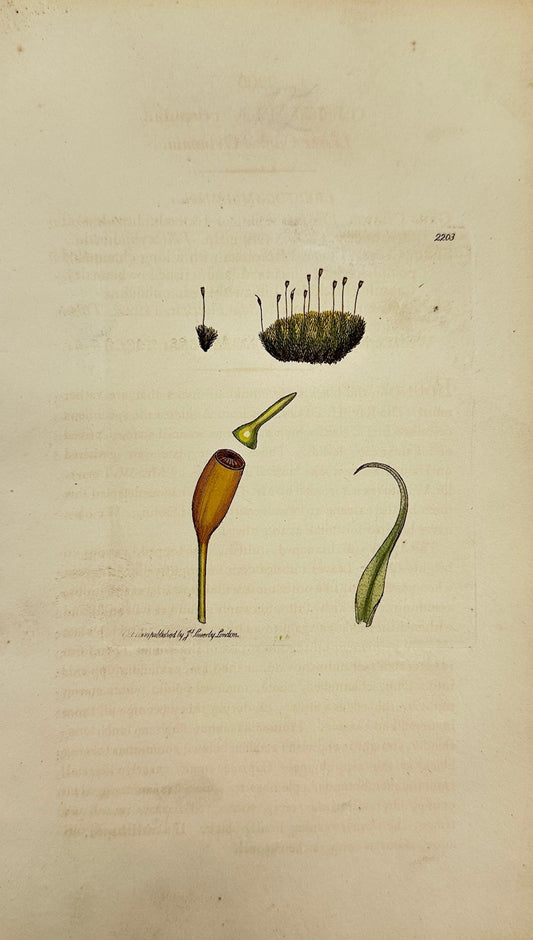 Antique Print - James Sowerby - Grimmia Crispula - Lesser Curled Grimmia - F1