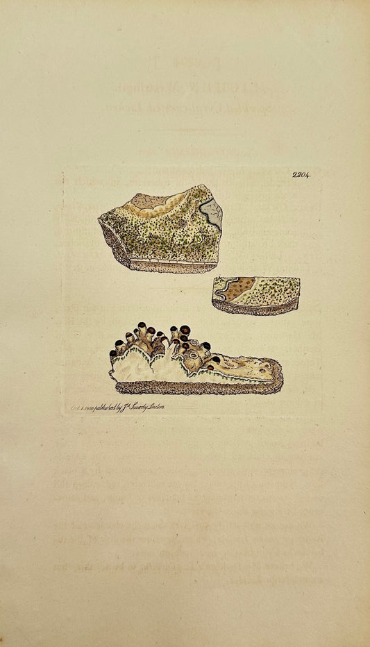 Antique Print - Sowerby - Lichen Westringii - Speckled Coral-crusted Lichen - F1