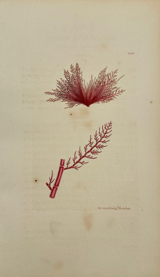 Antique Print - James Sowerby - Conferva Thuioides - Arbor-vita Conferva - F1