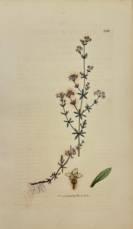 Antique Print - Sowerby - Galium Witheringii - Rough Heath Bed-straw - F1
