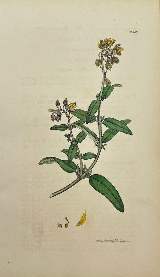 Antique Print - James Sowerby - Cistus Surrejanus - Dotted-leaved Cistus - F1