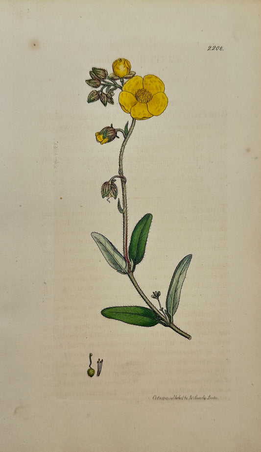 Antique Botanical Print - James Sowerby - Cistus Tomentosus - Downy Cistus - F1