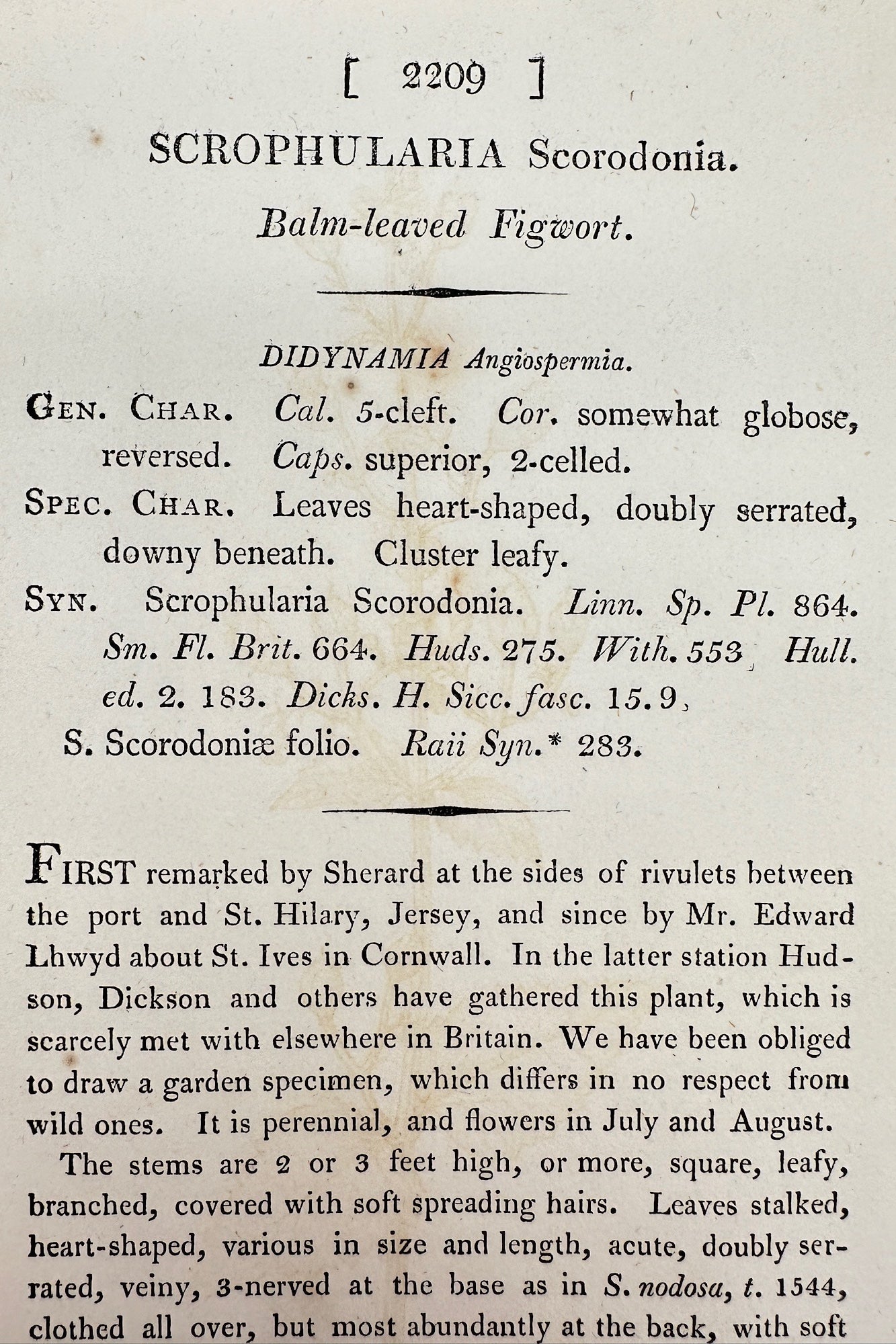 Antique Print - Sowerby - Scrophularia Scorodonia - Balm-leaved Figwort - F1