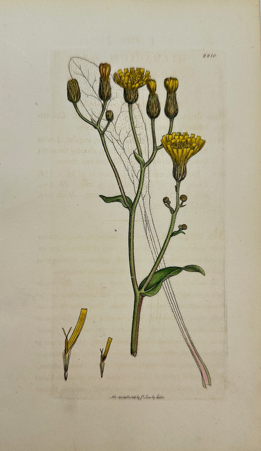 Antique Print - James Sowerby - Hieracium Molle - Soft-leaved Hawkweed - F1