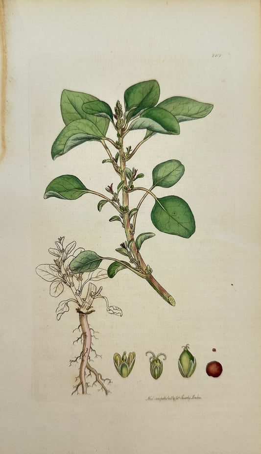 Antique Botanical Print - James Sowerby - Amaranthus Blitum - Wild Amaranth - F1