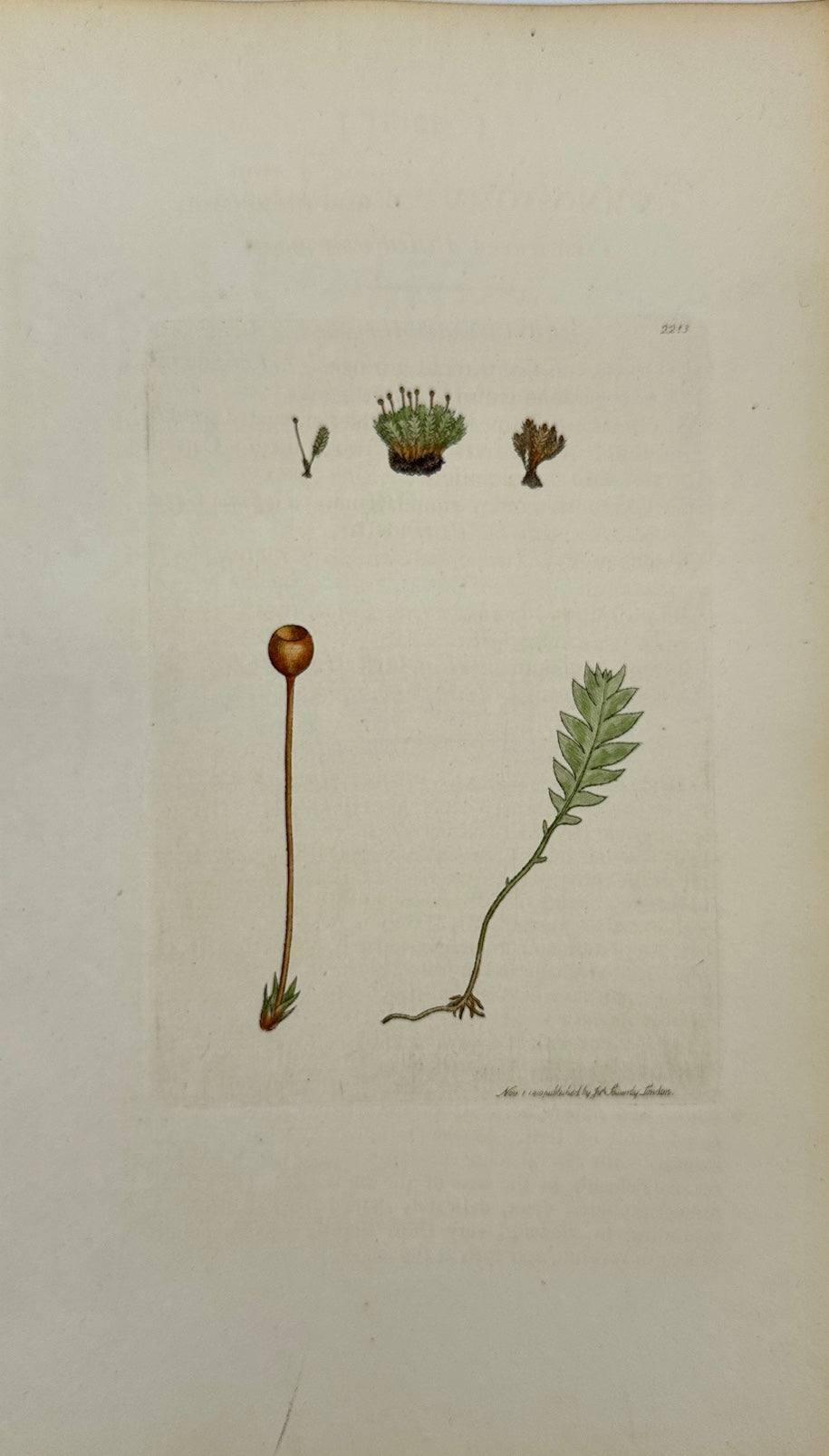 Antique Print - Gymnostomum Osmundaceum - Fern-leaved Beardless-moss - F1