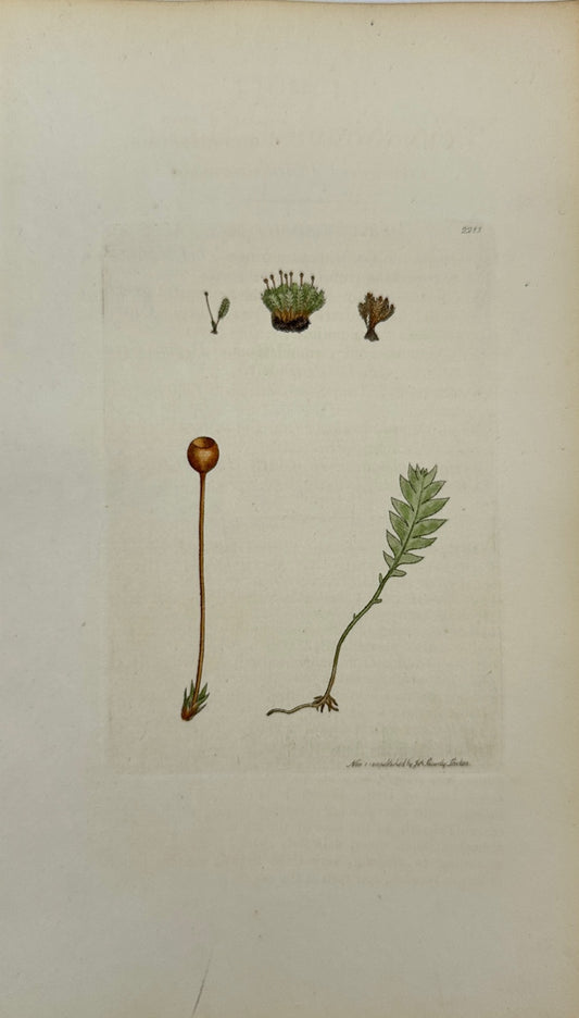 Antique Print - Gymnostomum Osmundaceum - Fern-leaved Beardless-moss - F1