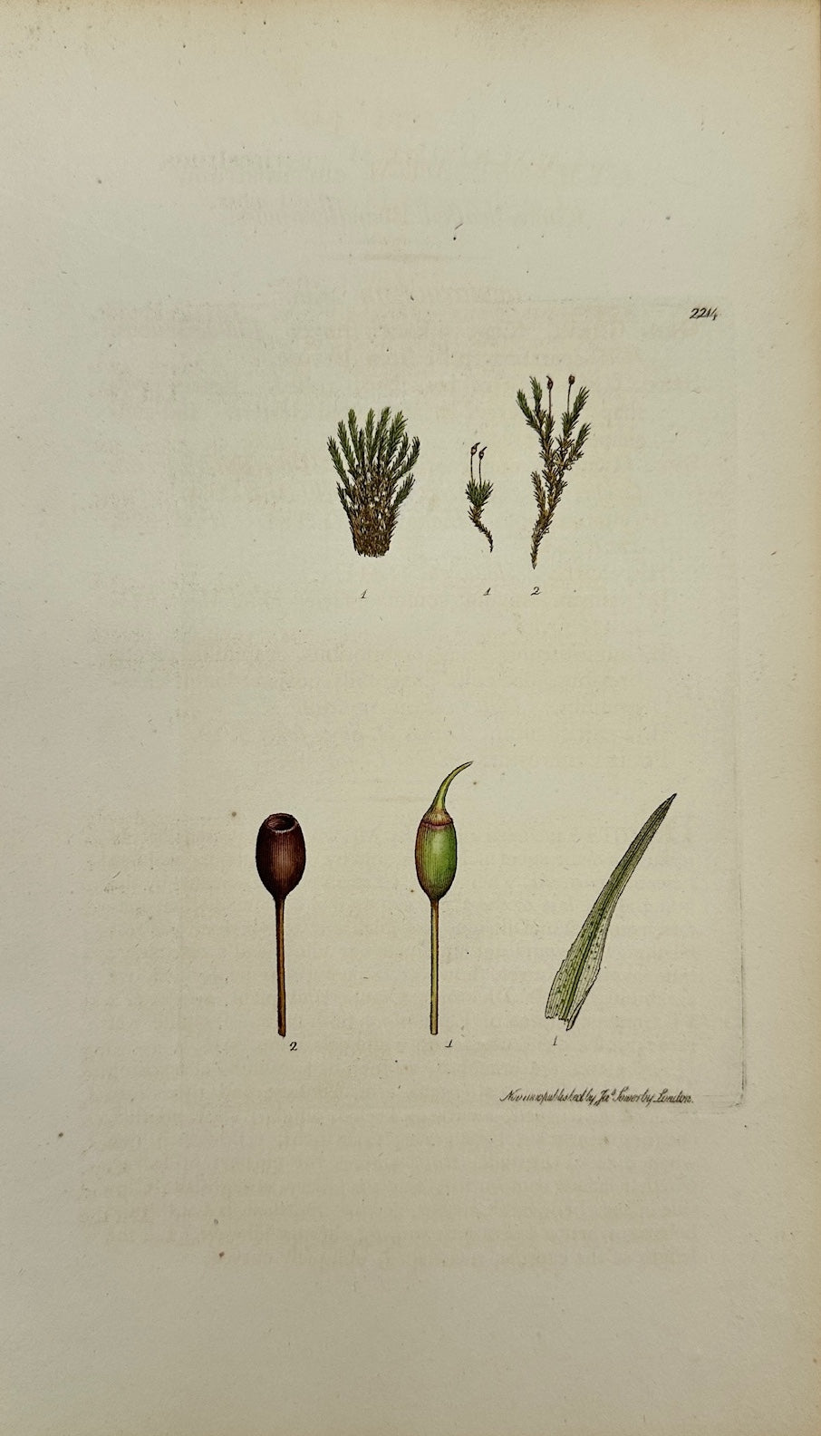 Antique Print - Gymnostomum Curvirostrum - Curve-beaked Beardless-moss - F1