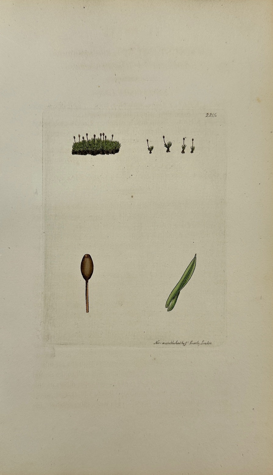 Antique Print - Gymnostomum Microstomum - Small-mouthed Beardless-moss - F1