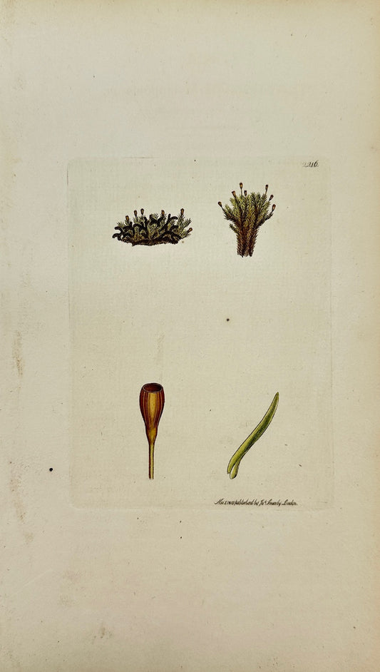 Antique Print - Sowerby - Gymnostomum Lapponicum - Lapland Beardless-moss - F1