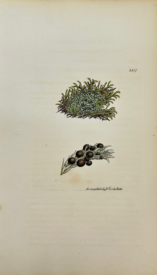 Antique Print - Lichen Viridescens - Greenish Horny-tubercled Lichen - F1