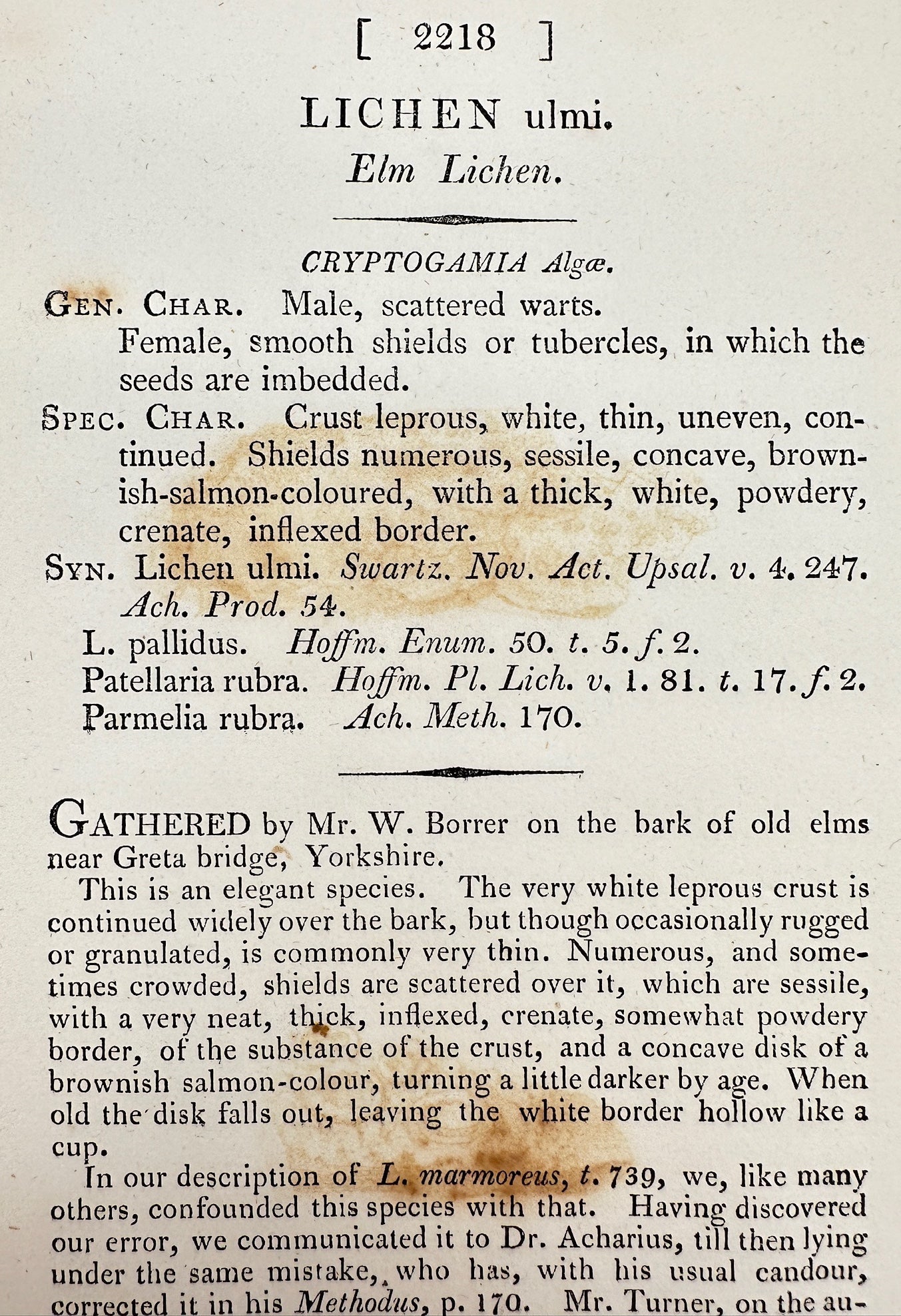 Antique Botanical Print - James Sowerby - Lichen Ulmi - Elm Lichen - F1
