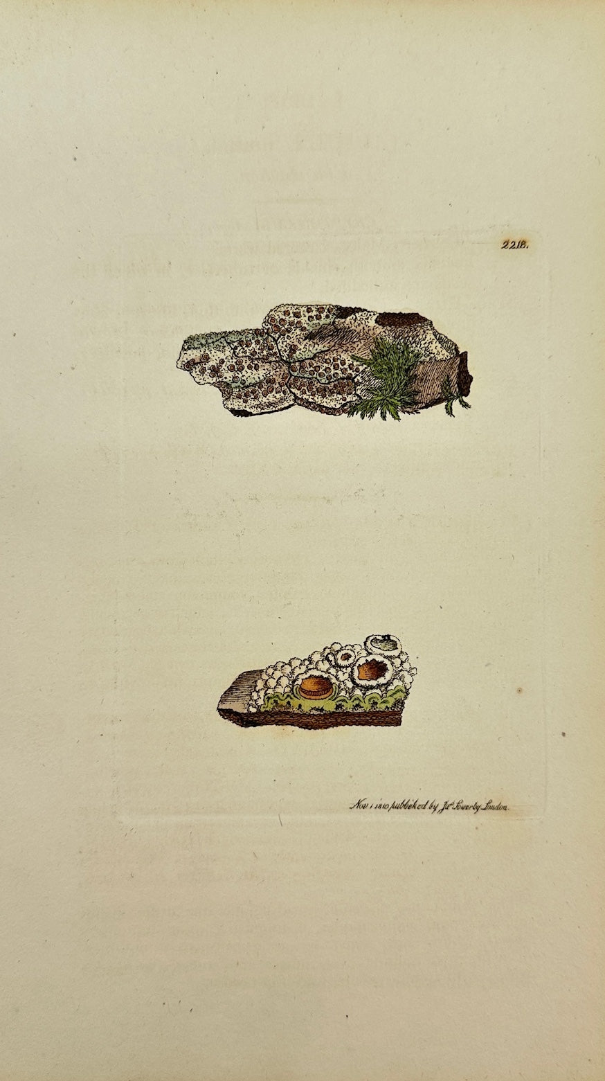 Antique Botanical Print - James Sowerby - Lichen Ulmi - Elm Lichen - F1