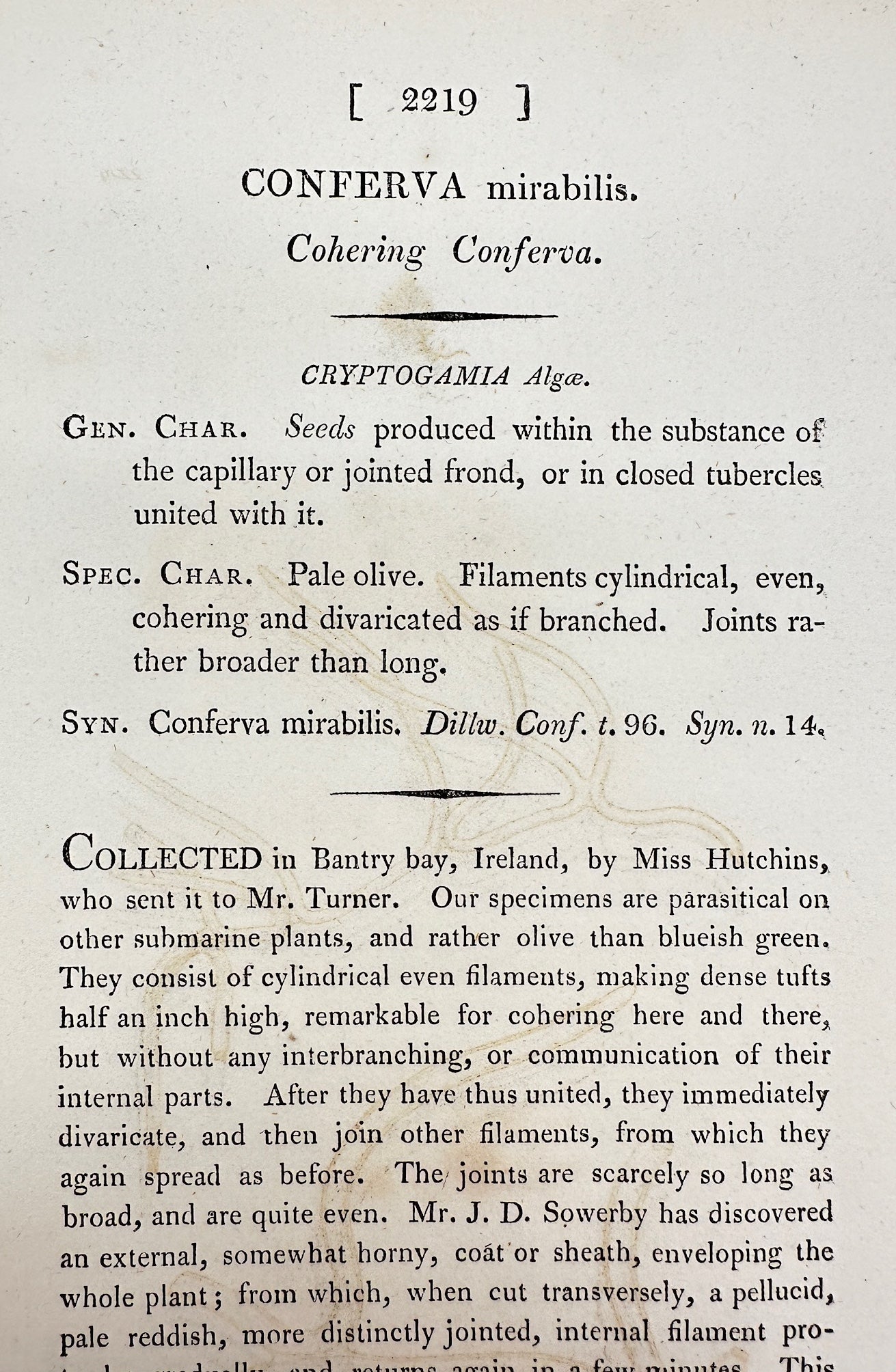 Antique Print - James Sowerby - Conferva Mirabilis - Cohering Conferva - F1