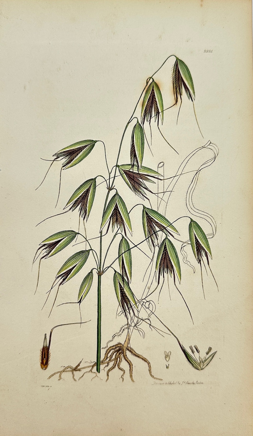 Antique Botanical Print - James Sowerby - Avena Fatua - Wild Oat, or Haver - F1