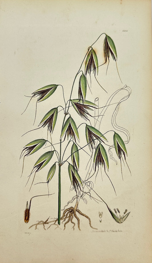 Antique Botanical Print - James Sowerby - Avena Fatua - Wild Oat, or Haver - F1