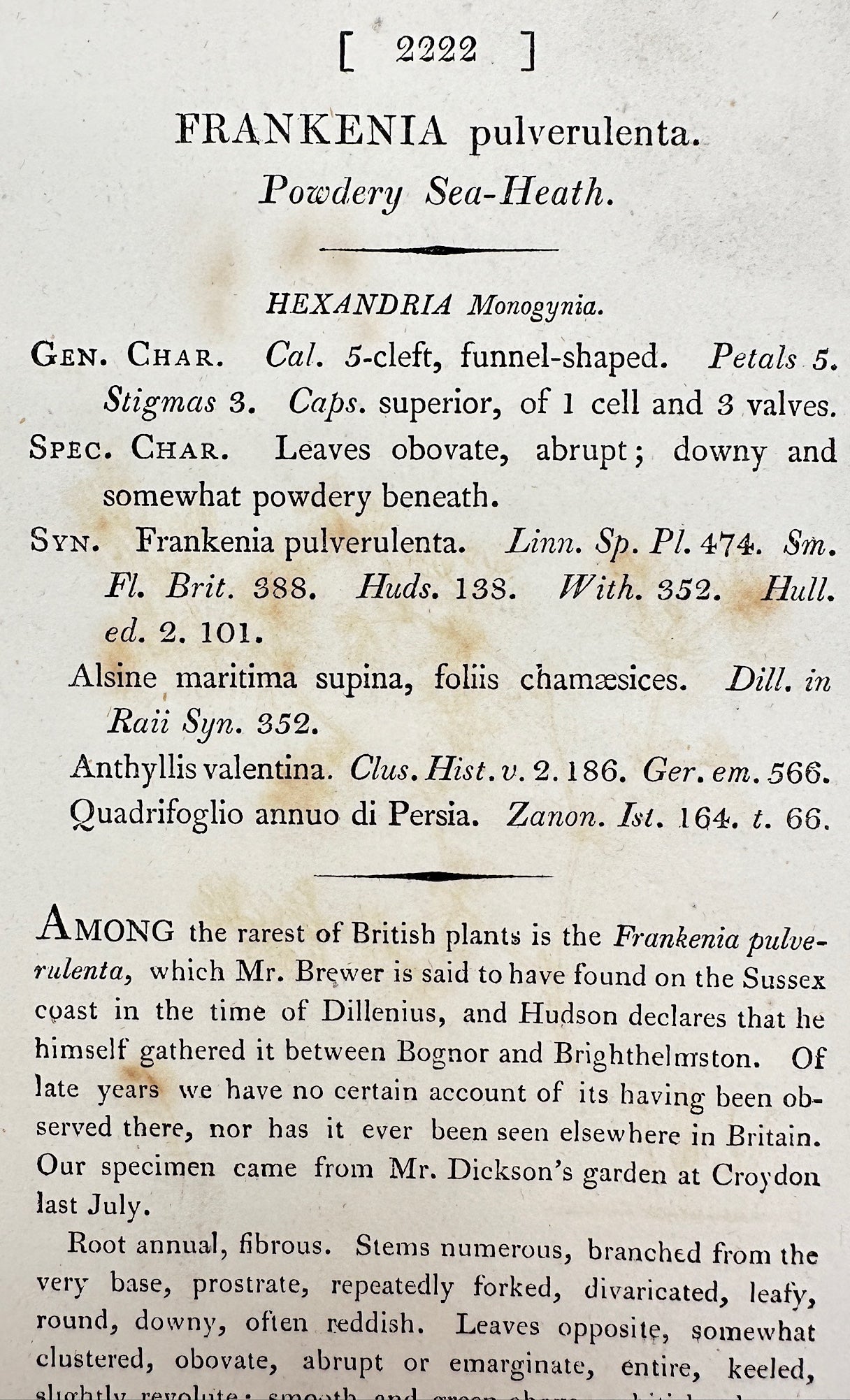 Antique Print - James Sowerby - Frankenia Pulverulenta - Powdery Sea-Heath - F1