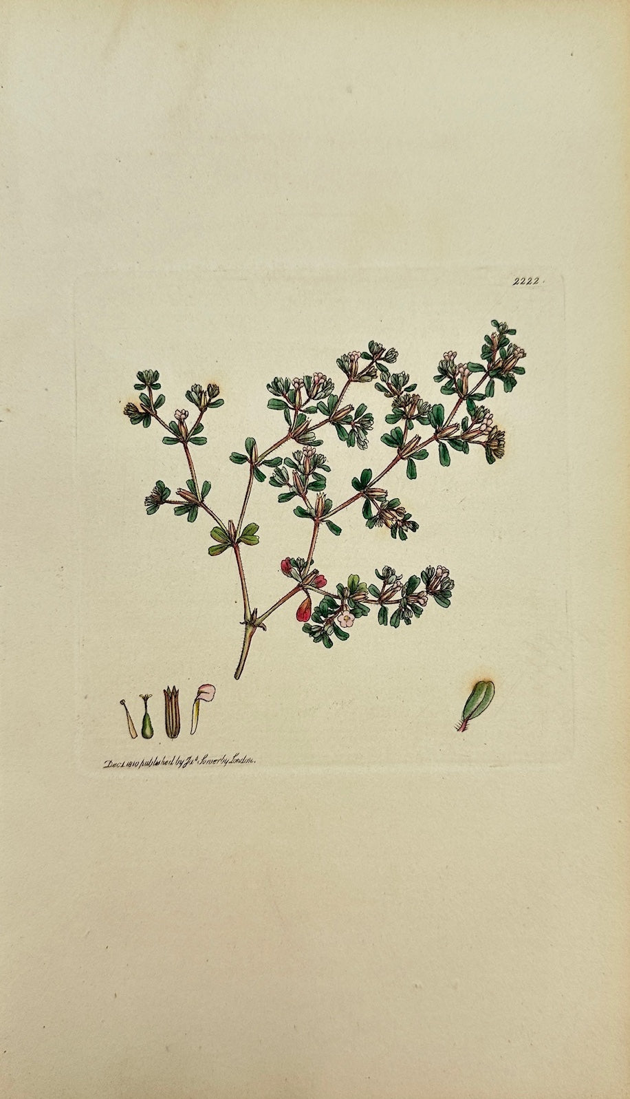 Antique Print - James Sowerby - Frankenia Pulverulenta - Powdery Sea-Heath - F1