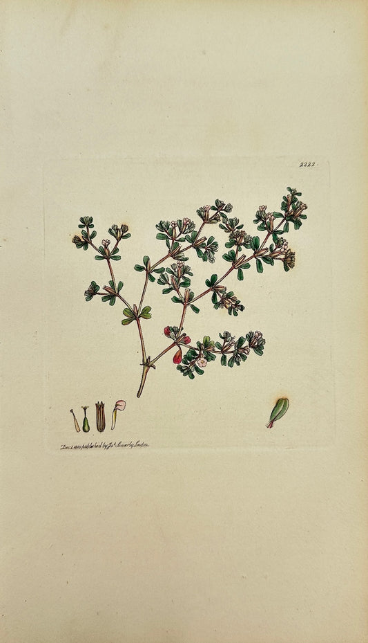 Antique Print - James Sowerby - Frankenia Pulverulenta - Powdery Sea-Heath - F1